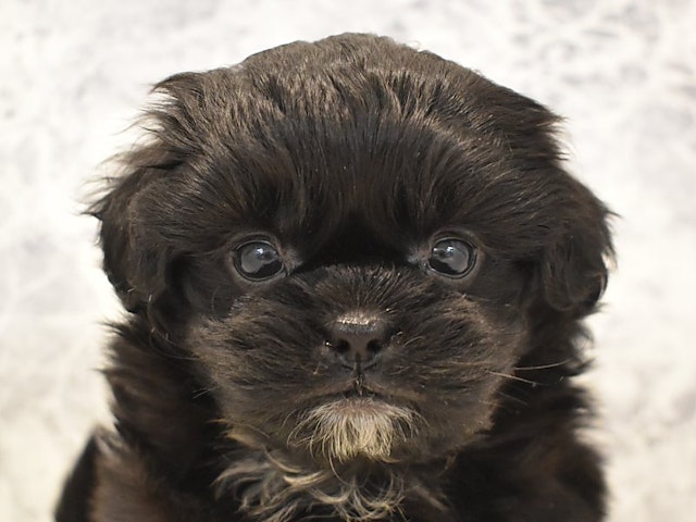 群馬県のハーフ犬 (ペッツワンFC高崎東部店/2024年2月11日生まれ/男の子/ブラック)の子犬